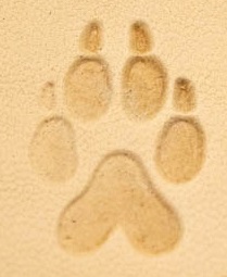 patte chien Ajout d'un matoir 3D